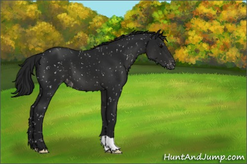 Horse Color:Gray Black Appaloosa 