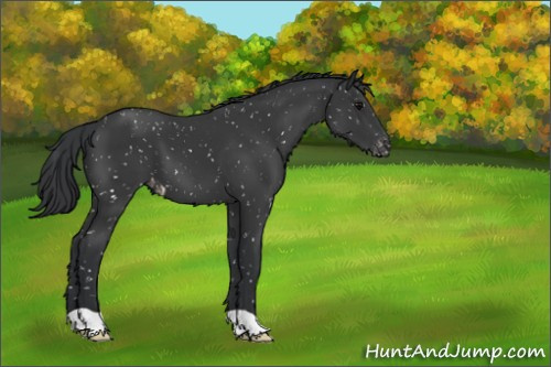 Horse Color:Black Appaloosa 