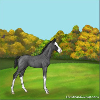 Horse Color:Blue Roan Splash Varnish 