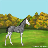 Horse Color:Blue Roan Splash Appaloosa