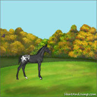 Horse Color:Blue Roan Appaloosa
