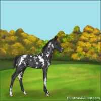 Horse Color:White Spotted Blue Roan Snowflake Varnish