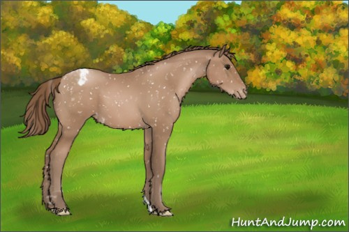 Horse Color:Black Pearl Appaloosa 