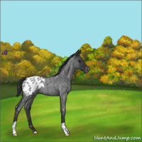 Horse Color:Blue Roan Appaloosa 