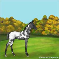 Horse Color:White Spotted Blue Roan Snowcap 