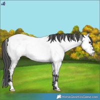 Horse Color:Blue Roan Near Fewspot 