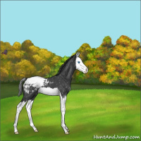 Horse Color:Blue Roan Splash Snowcap 