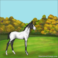 Horse Color:Blue Roan Frame Near Fewspot 