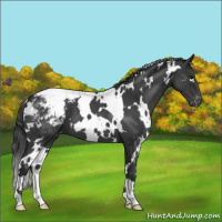Horse Color:White Spotted Blue Roan Snowcap 