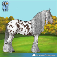 Horse Color:White Spotted Liver Chestnut Blanket 