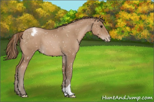 Horse Color:Black Pearl Appaloosa 