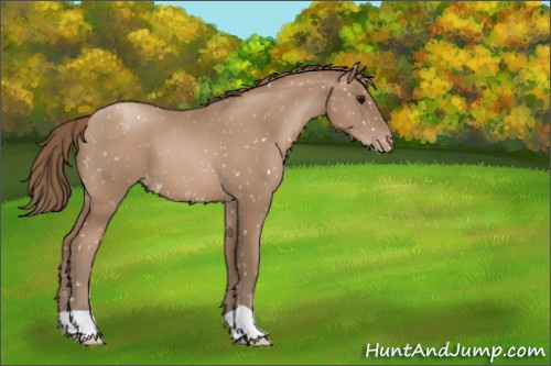 Horse Color:Black Pearl Appaloosa 