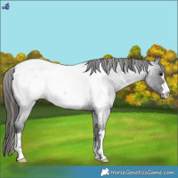 Horse Color:Blue Roan Snowcap 