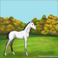 Horse Color:Blue Roan Near Fewspot 