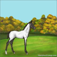 Horse Color:Smoky Blue Roan Snowcap 