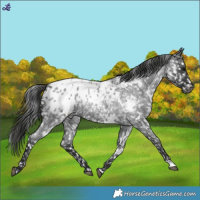 Horse Color:White Spotted Blue Roan Appaloosa Rabicano