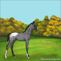 Horse Color:Blue Roan Appaloosa