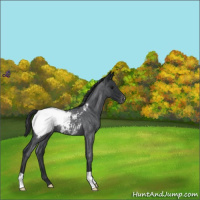 Horse Color:Blue Roan Varnish 