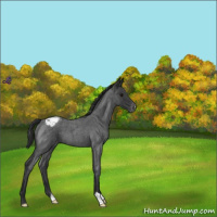 Horse Color:Blue Roan Appaloosa 