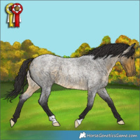 Horse Color:Buckskin Roan 