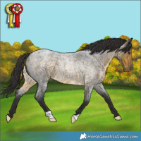 Horse Color:Buckskin Roan 