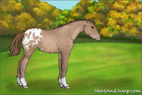 Horse Color:Black Pearl Appaloosa 