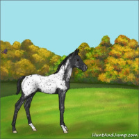 Horse Color:Blue Roan Blanket 