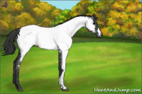 Horse Color:Blue Roan Near Fewspot 