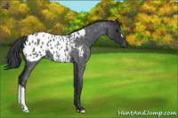 Horse Color:Blue Roan Snowflake Varnish 