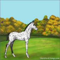Horse Color:Blue Roan Near Leopard 