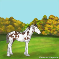 Horse Color:White Spotted Liver Chestnut Splash Appaloosa 