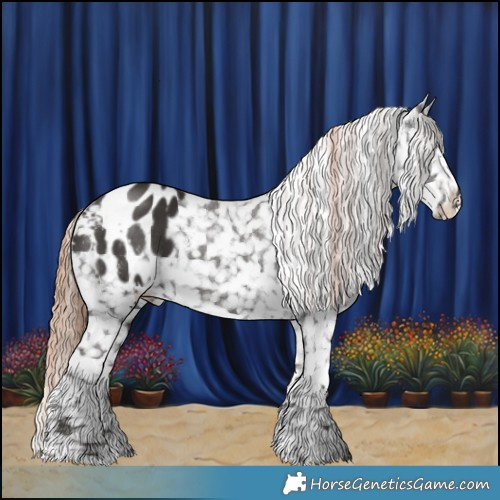 Horse Color:Liver Chestnut Appaloosa 