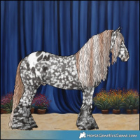 Horse Color:Liver Chestnut Appaloosa 