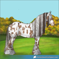 Horse Color:White Spotted Liver Red Dun Appaloosa 