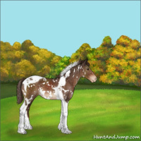 Horse Color:White Spotted Liver Chestnut Tobiano Appaloosa