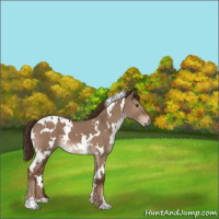 Horse Color:White Spotted Liver Red Dun 