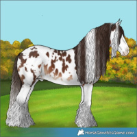 Horse Color:White Spotted Liver Chestnut Splash Appaloosa 