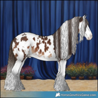 Horse Color:White Spotted Liver Chestnut Splash Appaloosa