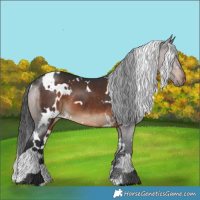 Horse Color:White Spotted Brown 