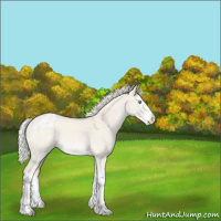 Horse Color:Cremello Roan Dun Splash Appaloosa 
