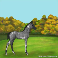 Horse Color:Blue Roan Tobiano 