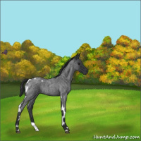 Horse Color:Blue Roan Tobiano