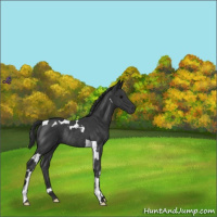 Horse Color:Black Tobiano Rabicano