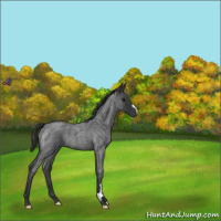 Horse Color:Blue Roan 