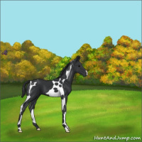 Horse Color:Black Tobiano 