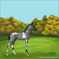 Horse Color:Blue Roan Tobiano 
