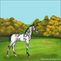 Horse Color:White Spotted Blue Roan 