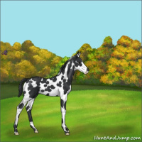 Horse Color:Black Splash Tobiano 