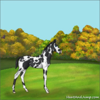 Horse Color:Black Splash Tobiano 