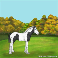 Horse Color:Blue Roan Splash Tobiano 